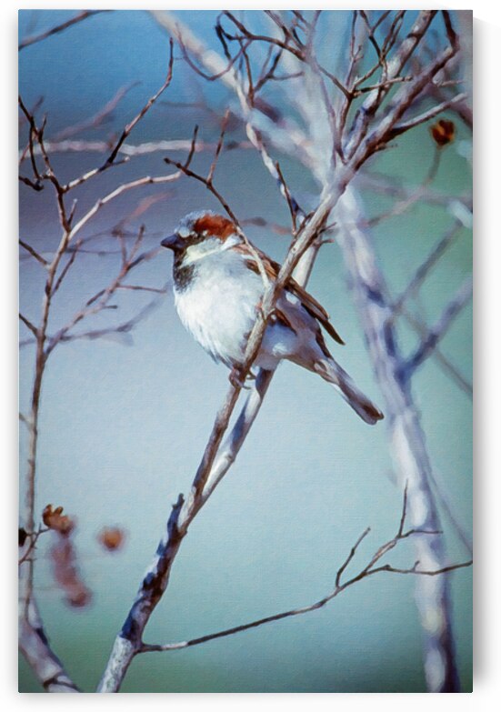 House Sparrow Perched on a limb by Ricky A Richardson 