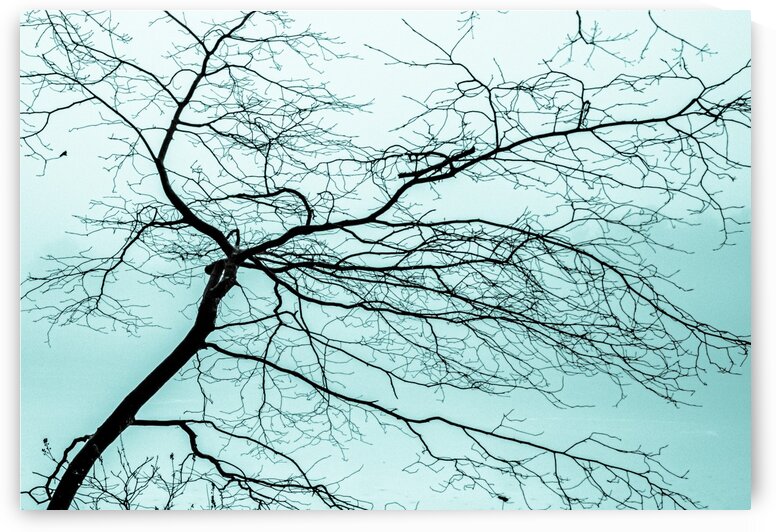 Branchlets by Dave Therrien