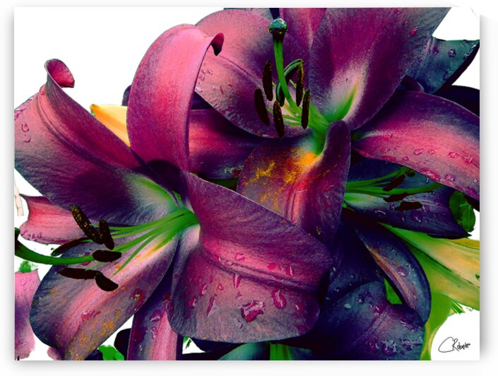 Rich Summer Lily Flowers by Catriona Roberts Nature Photography and Designs