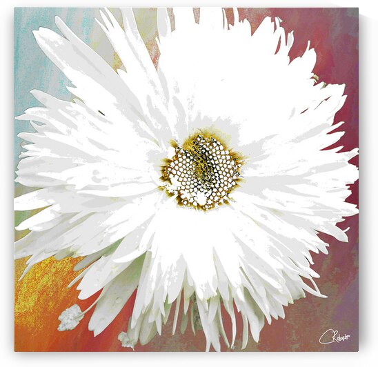 Abstract Daisy Close Up by Catriona Roberts Nature Photography and Designs