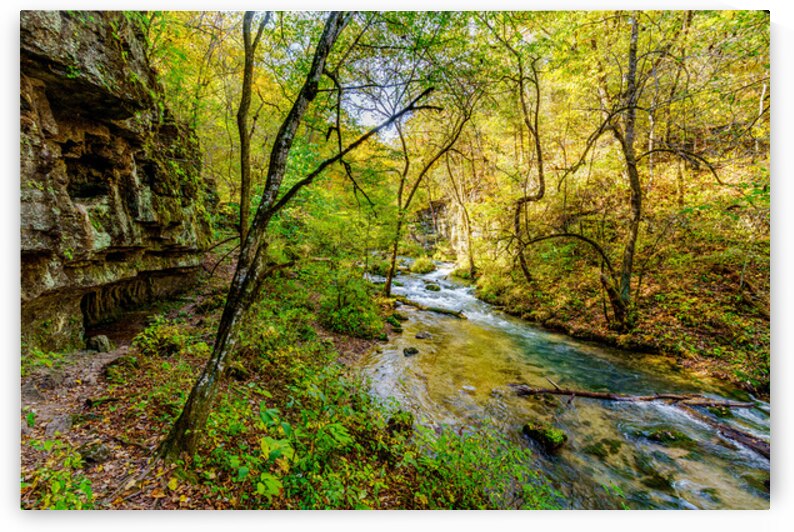 Creekside Trail At Greer Spring by Jennifer White