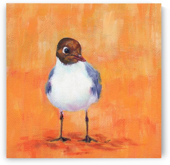 Black headed gull at the sandy beach by Karen Kaspar