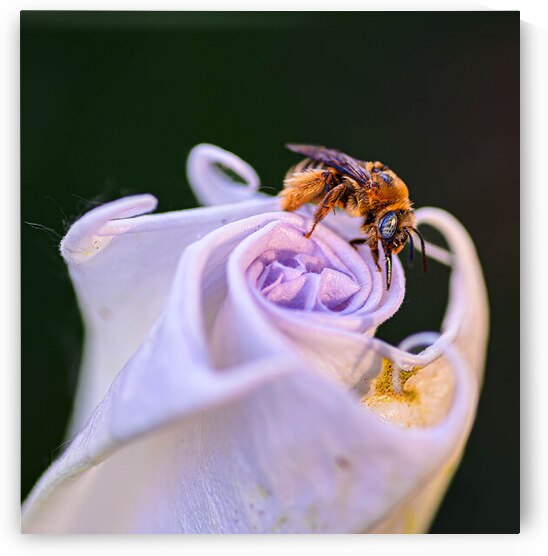 Bee On Moonflower II by Robert Brown Photography