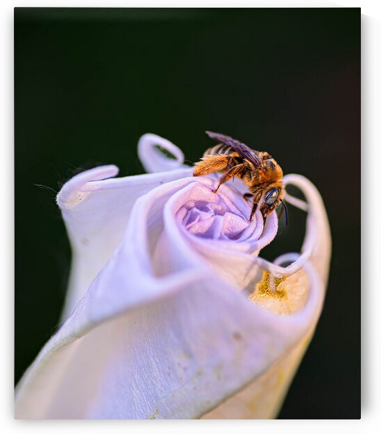 Bee On Moonflower I by Robert Brown Photography