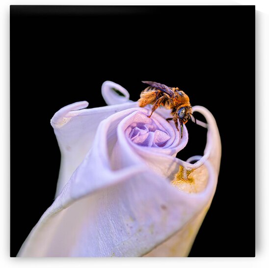 Bee On Moonflower Black Background II by Robert Brown Photography