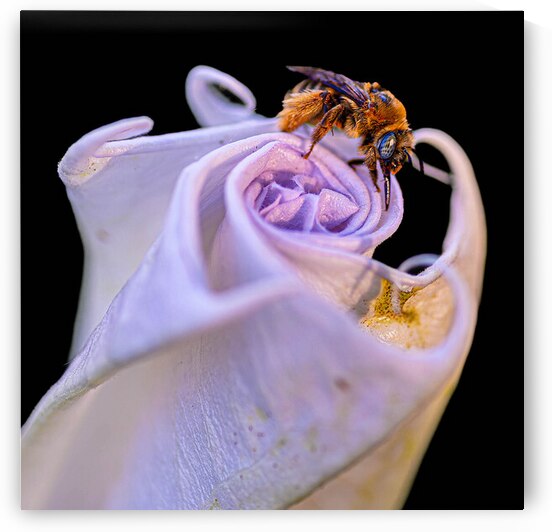 Bee On Moonflower Black Background I by Robert Brown Photography
