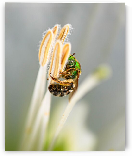 Green Sweat Bee On Moonflower Pistil by Robert Brown Photography