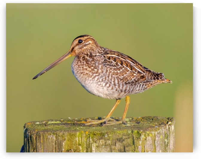 Wilsons Snipe on Post by Joe Riederer