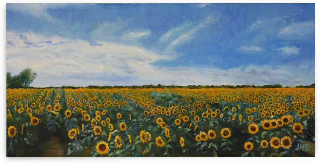 Kansas Sunflowers by John Evans