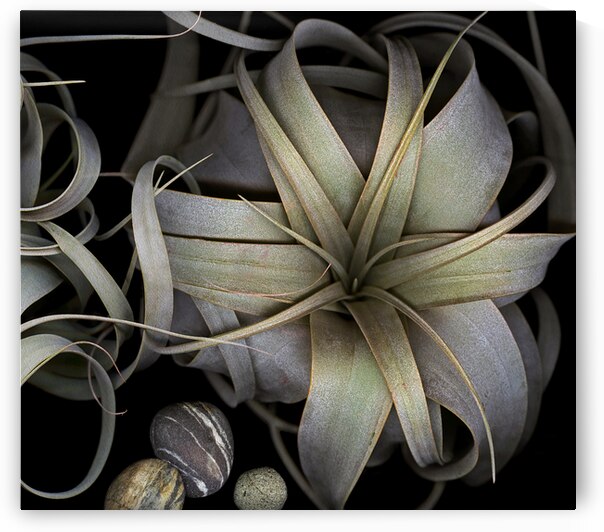Airplant and Stones from a River  by Jane Baron