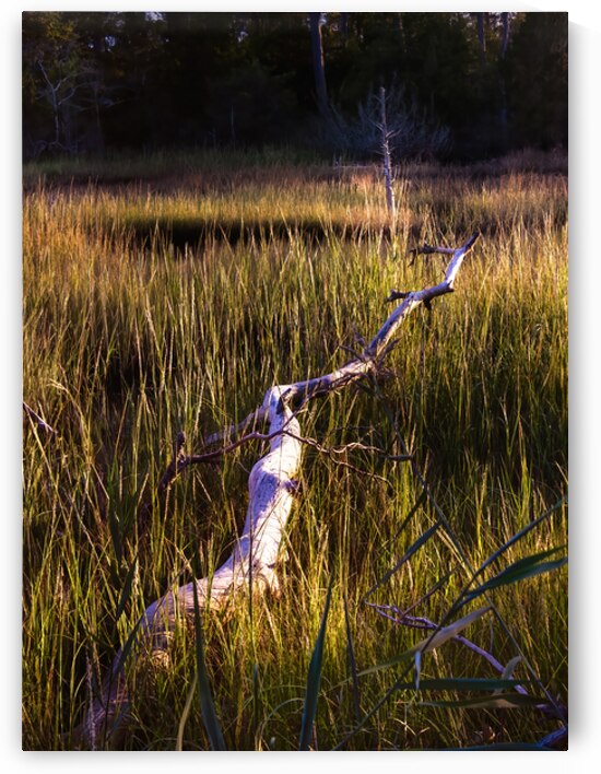 Illumination Marsh Tree at Sunset by Norma Brandsberg Photography