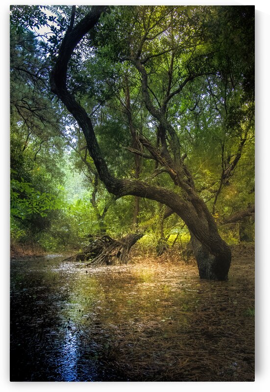 Mysterious Forest Clearing by Norma Brandsberg Photography
