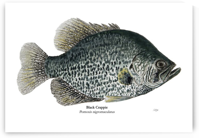 Black Crappie Painting by Stephen Emms