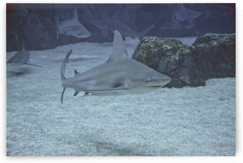 Jaded by DeepEarth Photography