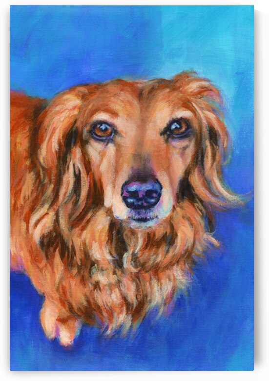 Long haired dachshund portrait acrylic painting by Karen Kaspar