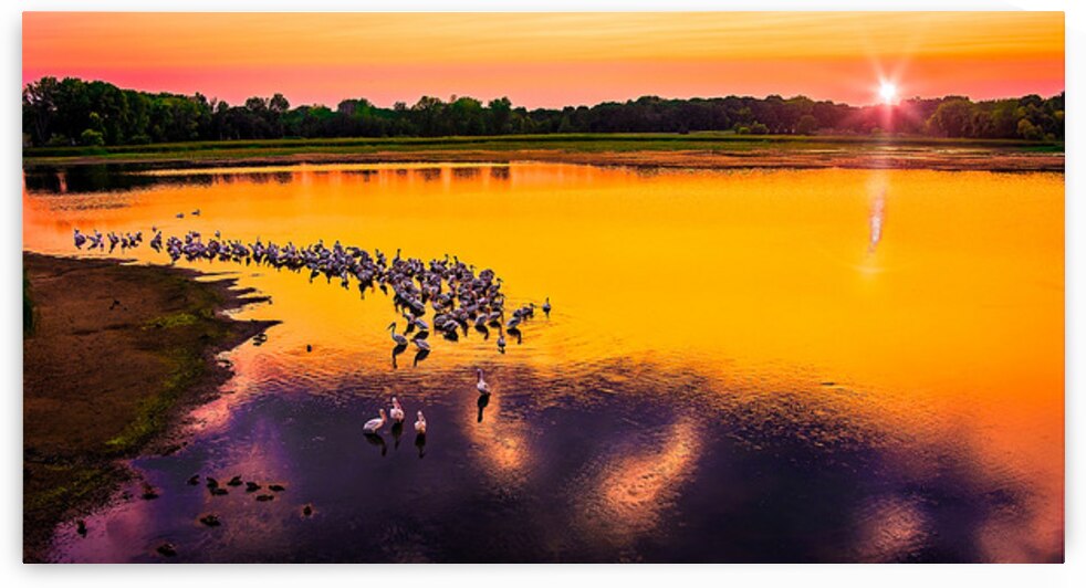 Rice Lake Pelicans by UpThereAgain Photography