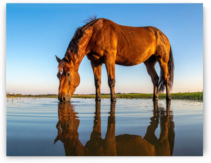 Whispers of Stillness – Cherokee Lake by Shelia Hunt Photography