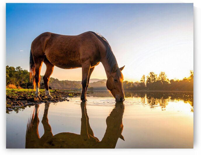 Morning Grace – Horse by Cherokee Lake at Sunrise by Shelia Hunt Photography