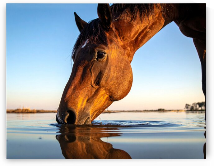 Tranquil Reflections – Graceful Horse by Shelia Hunt Photography
