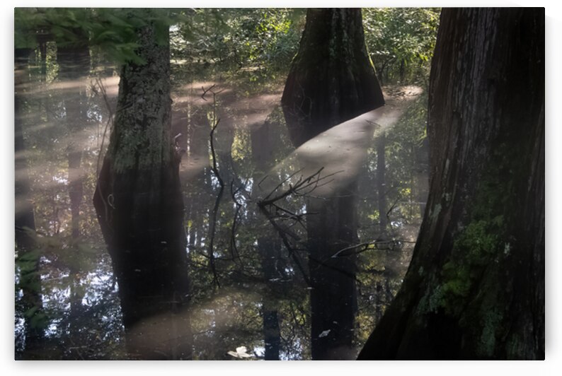 Virginia Beach State Park Luminous  Sunrise Fog Glow by Norma Brandsberg Photography