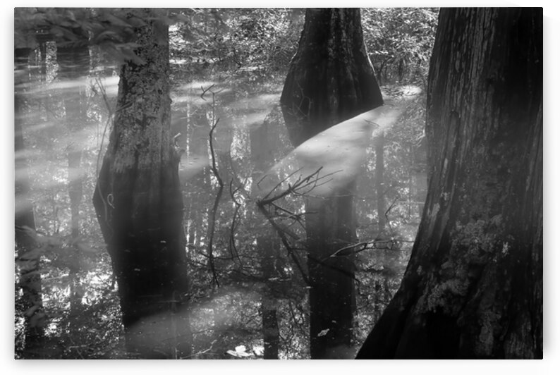 Virginia Beach Mysterious Cypress Swamp by Norma Brandsberg Photography