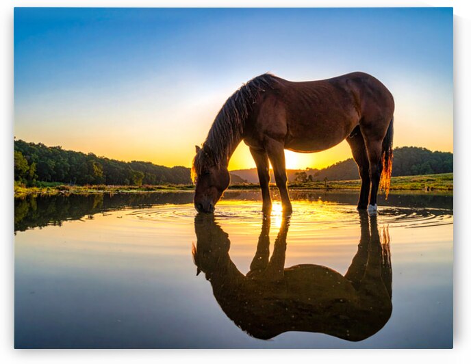 Golden Dawn Reflections – Horse at Cherokee Lake by Shelia Hunt Photography