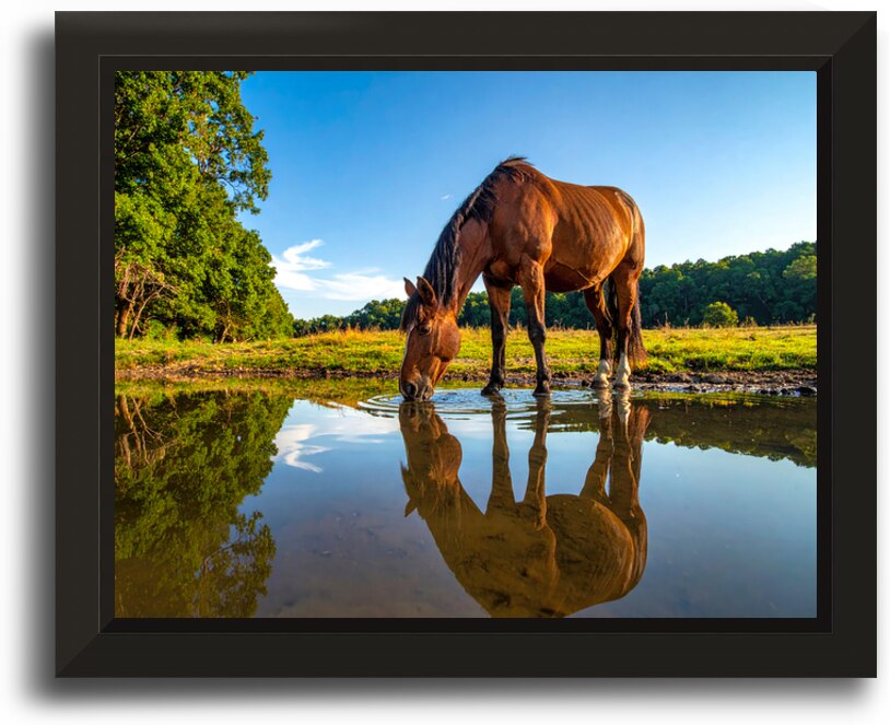 Evening Calm – Gentle Horse Beside Cherokee Lake by Shelia Hunt Photography