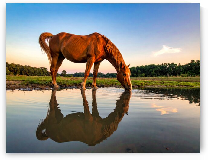Twilight Serenity – Majestic Horse by Shelia Hunt Photography