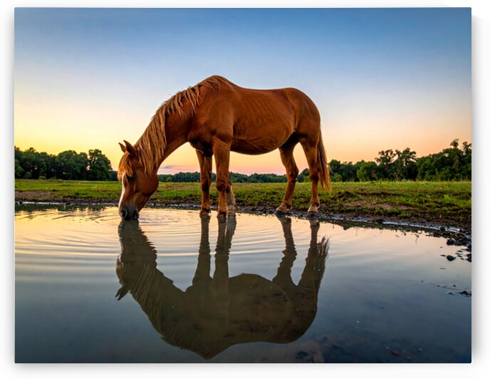 Twilight Serenity – Horse at Cherokee Lake by Shelia Hunt Photography