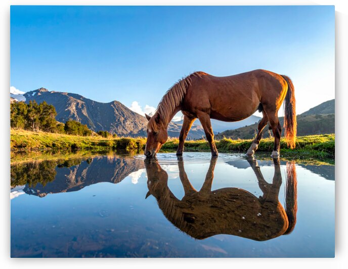 Mountain Reflections – Horse by Calm Water by Shelia Hunt Photography
