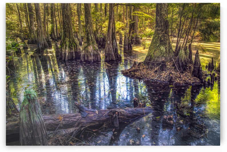Morning in the Cypress Forest by Norma Brandsberg Photography