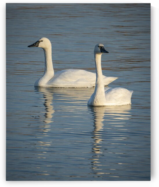 Swans 1 by Coastal Life Media