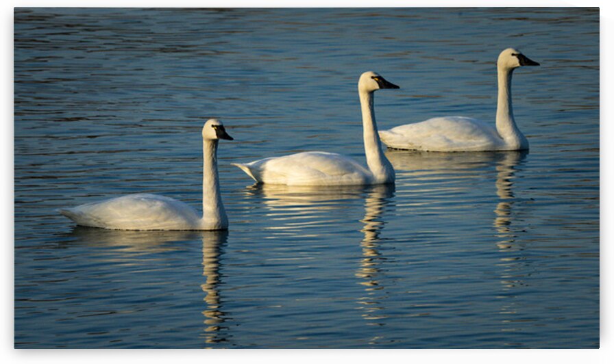 Swans 2 by Coastal Life Media