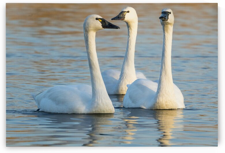 Swans 3 by Coastal Life Media