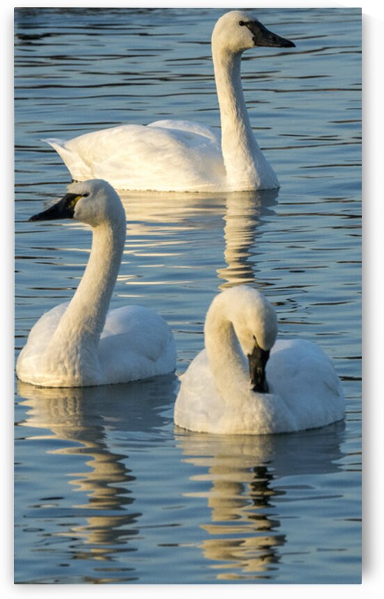 Swans 4 by Coastal Life Media