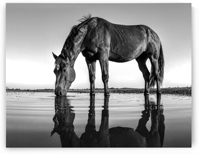 Graceful Horse by Cherokee Lake in East Tennessee by Shelia Hunt Photography