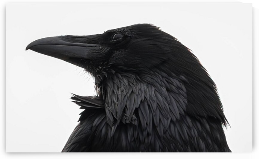 The Raven V by Robert Brown Photography