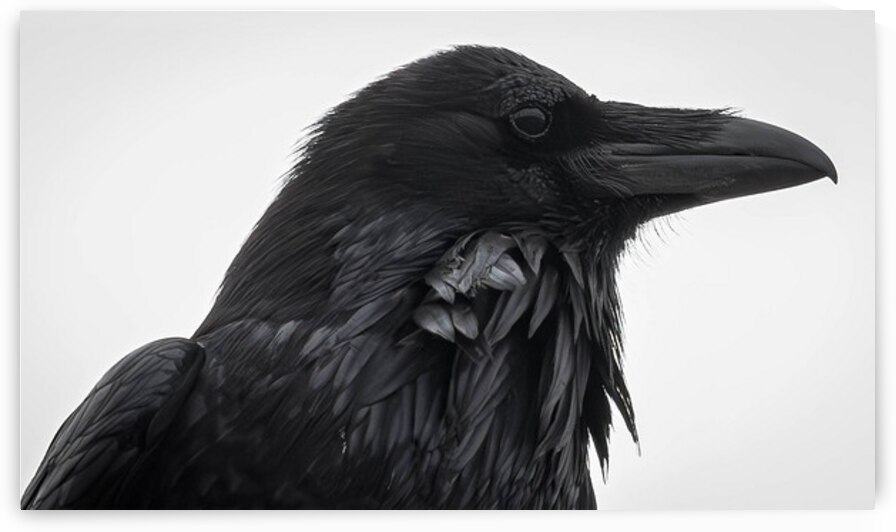The Raven IV by Robert Brown Photography