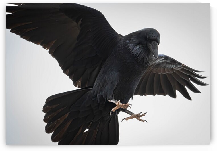The Raven III by Robert Brown Photography