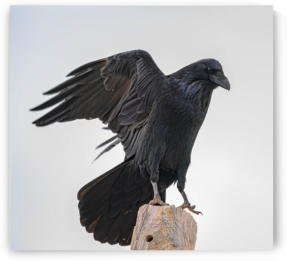 The Raven II by Robert Brown Photography