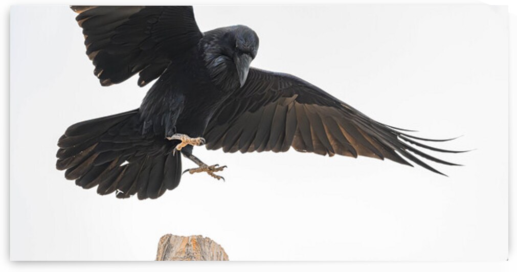 The Raven I by Robert Brown Photography