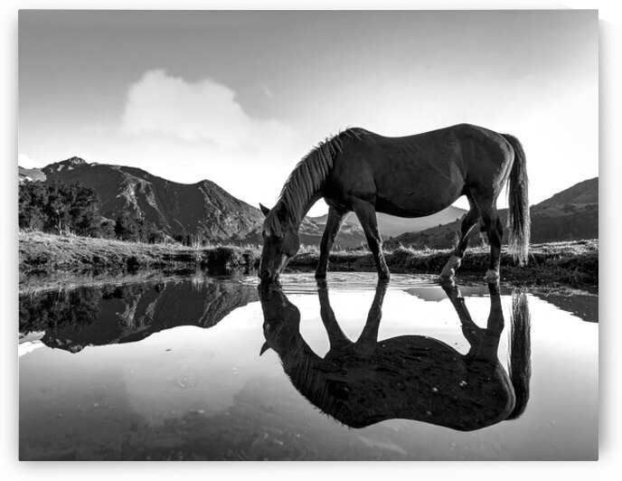 Echoes of the Rockies – Horse by Mountain Lake by Shelia Hunt Photography