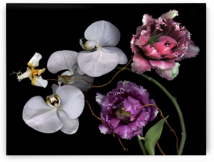 Fringed Tulips and Moth Orchid by Jane Baron
