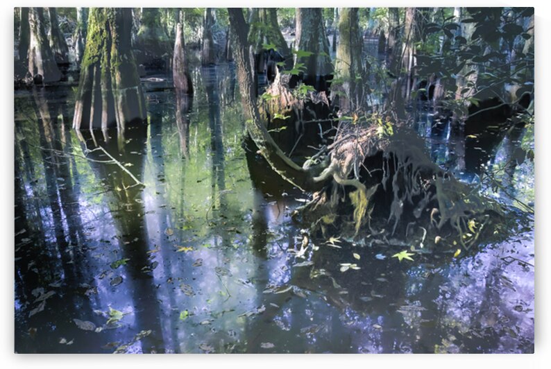Ethereal Cypress Tree Morning  Reflections by Norma Brandsberg Photography