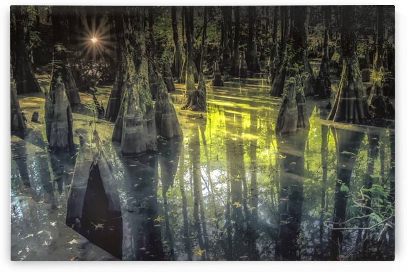 First Landing Park Sunrise by Norma Brandsberg Photography