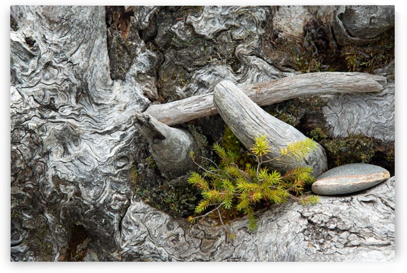 Driftwood Roots Print by Stephen Emms