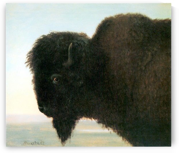 Buffalo Head by Bierstadt
