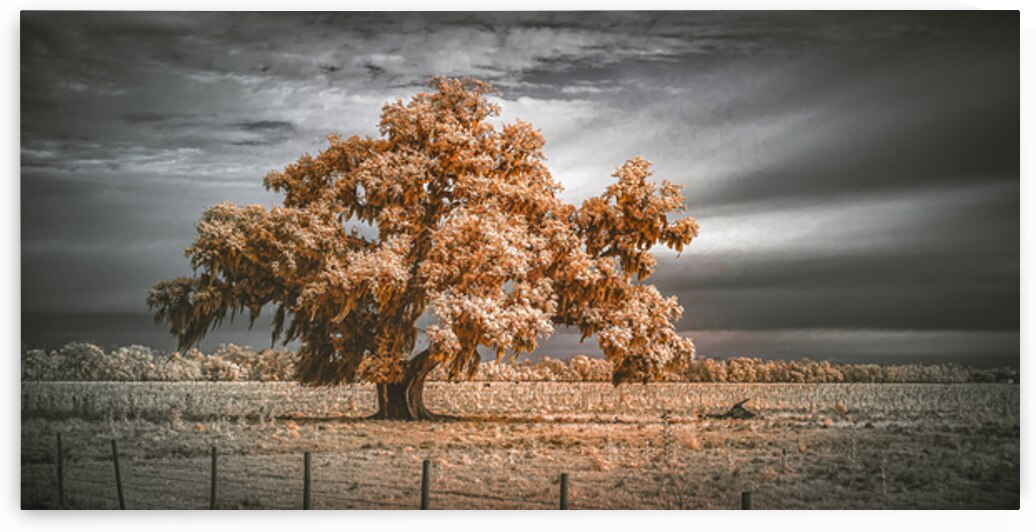 Guardian of the Bayou Country by Dream World Images