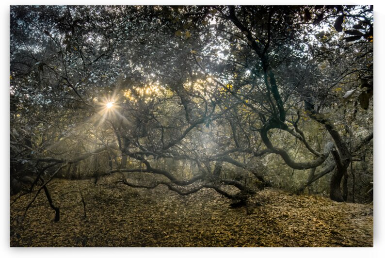 Twisted Live Oak Tree Forest Sunbeams by Norma Brandsberg Photography