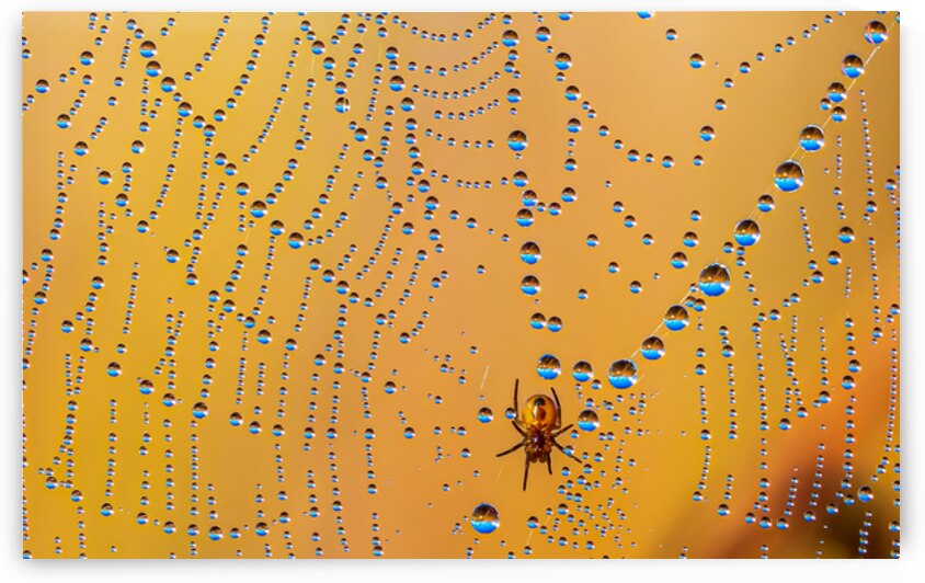 Silk and Pearls by Joe Riederer